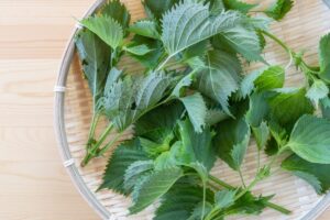 qu'est-ce que c'est, caractéristiques, avantages, culture et recettes