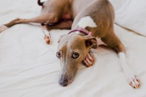tout savoir sur ce lévrier, le chien le plus rapide du monde