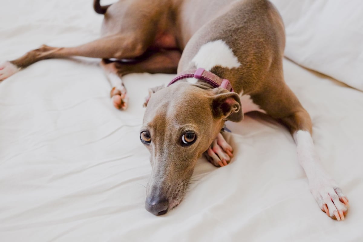 tout savoir sur ce lévrier, le chien le plus rapide du monde
