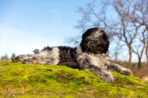 tout sur le chien de berger qui vient de Hollande