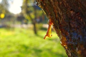 types, caractéristiques et domaines d'utilisation