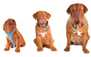 Come calcolare l'età del cane