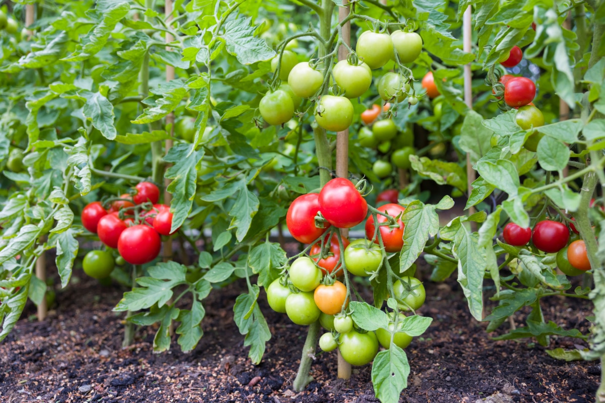 Comment faire pousser des tomates au jardin et en pot : techniques et conseils utiles