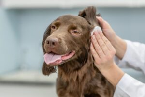 Comment nettoyer les oreilles d'un chien ?  Le guide pratique