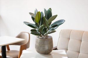 Ficus elastica ou plante à caoutchouc : entretien et culture