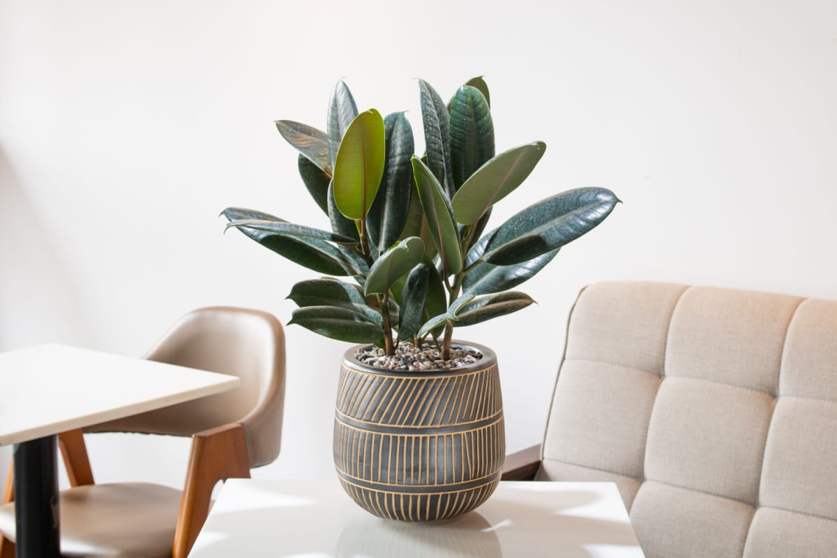 Ficus elastica ou plante à caoutchouc : entretien et culture