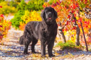 Le chien Terre-Neuve, un géant doux mais stimulant