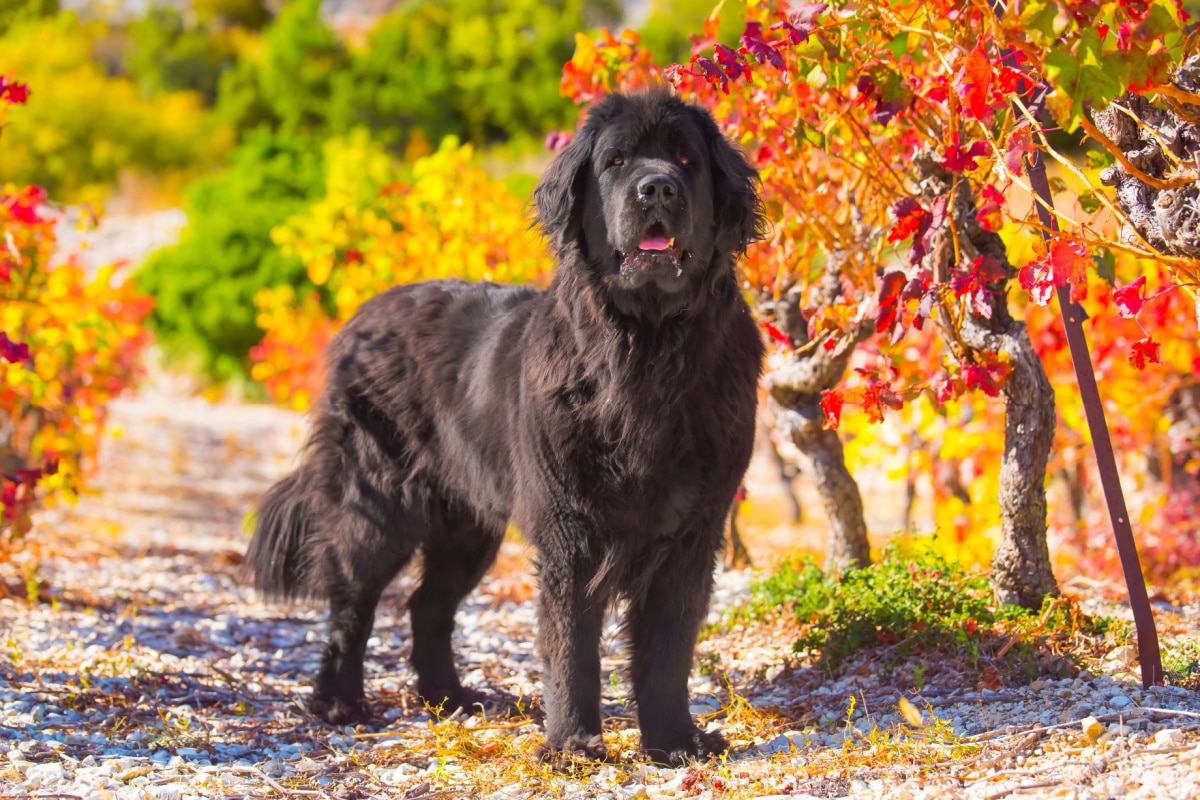 Le chien Terre-Neuve, un géant doux mais stimulant | Conseils Beauté-Santé