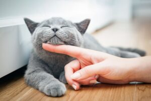 Pourquoi les chats ronronnent-ils ?  Les raisons et les avantages de ce comportement