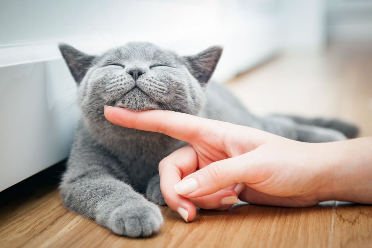 Pourquoi les chats ronronnent-ils ? Les raisons et les avantages de ce comportement