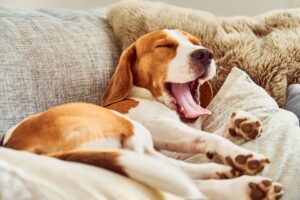 Pourquoi les chiens bâillent : toutes les raisons possibles