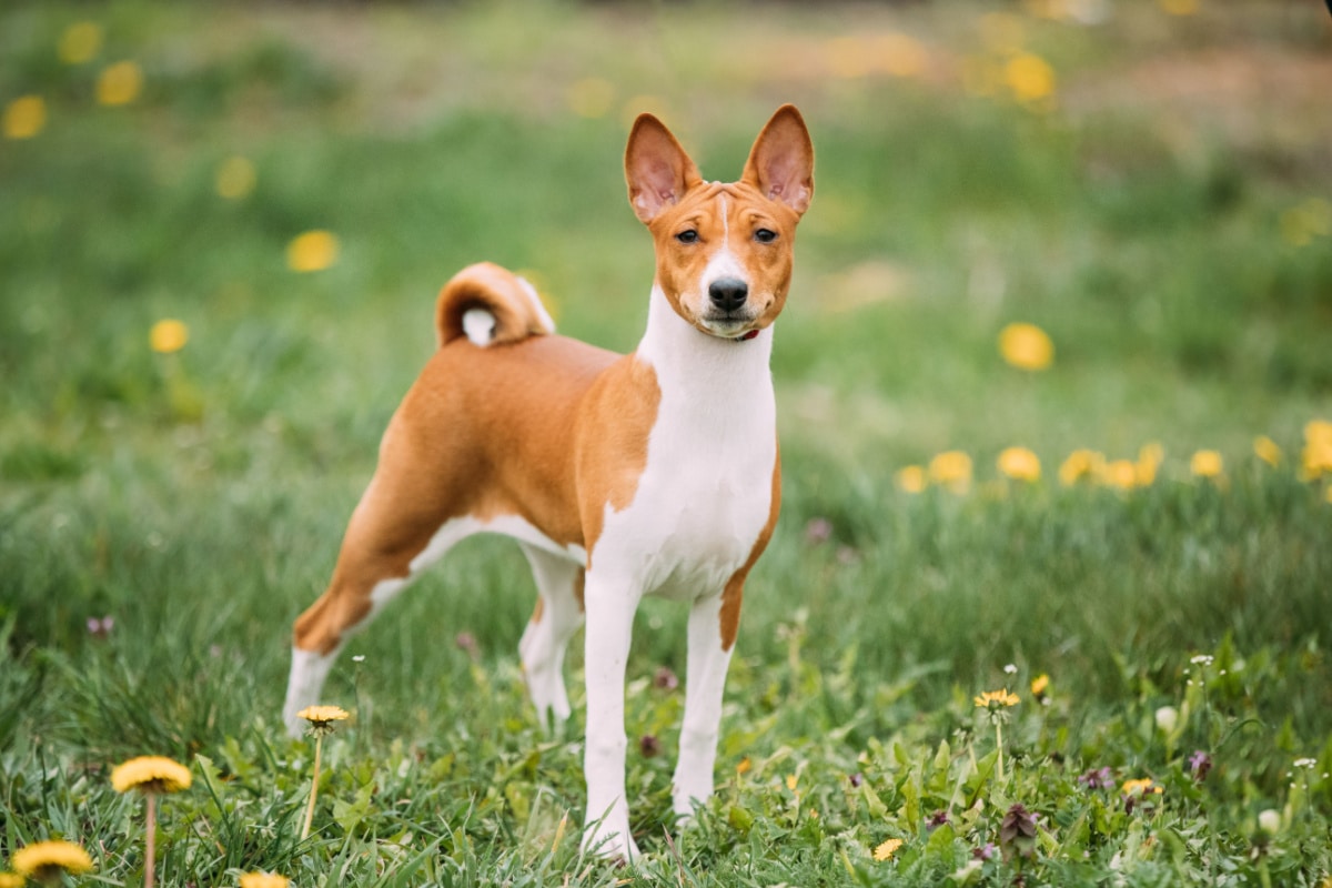 You are currently viewing Races de chiens qui ne muent pas : découvrons ce qu&rsquo;elles sont