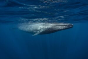 Tout savoir sur la baleine bleue, le plus grand mammifère marin