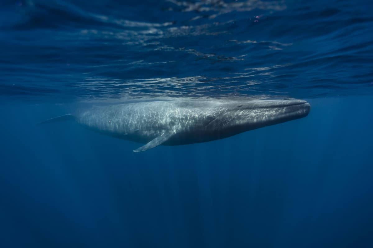 Tout savoir sur la baleine bleue, le plus grand mammifère marin