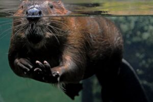 caractéristiques, habitat et habitudes du rongeur constructeur de barrages