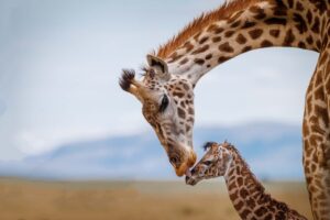 caractéristiques, habitudes et curiosités du plus grand animal de la planète