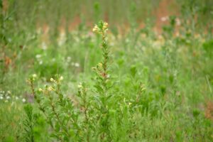 comment cultiver, avantages et propriétés de cette plante extraordinaire