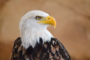 découvrir le symbole américain