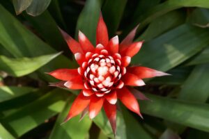 les secrets de cette plante aux belles fleurs