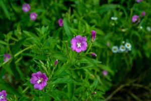 propriétés et utilisations de cette importante plante médicinale