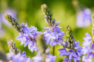 une herbe aux mille vertus bienfaisantes