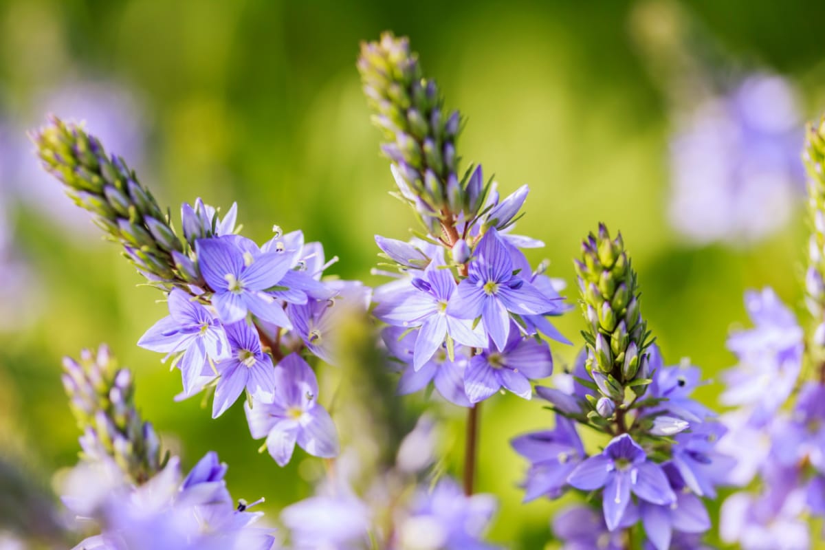une herbe aux mille vertus bienfaisantes