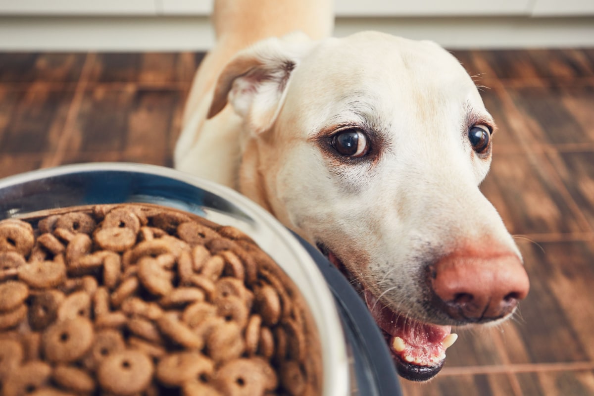 Alimentation pour chien, DIY ou industrielle : les règles à suivre