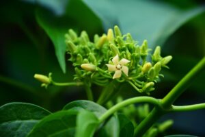 Cette plante anti-sucre est-elle vraiment efficace ?