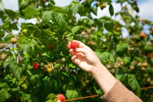 Comment faire pousser des framboises en pot et en pleine terre : le guide pratique