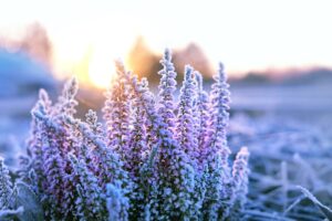 Comment protéger les plantes du froid ?  Le guide pratique.