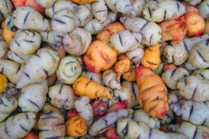 Mashua ou tropaeolum tuberosum : propriétés et utilisations