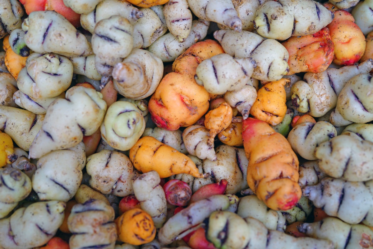 Mashua ou tropaeolum tuberosum : propriétés et utilisations