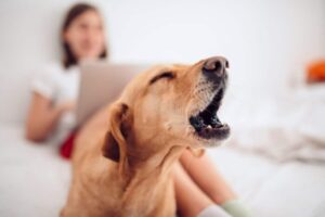 Pourquoi les chiens aboient et comment les gérer : tous les conseils