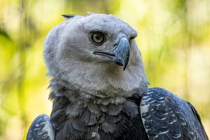 caractéristiques, habitat, habitudes et danger d'extinction