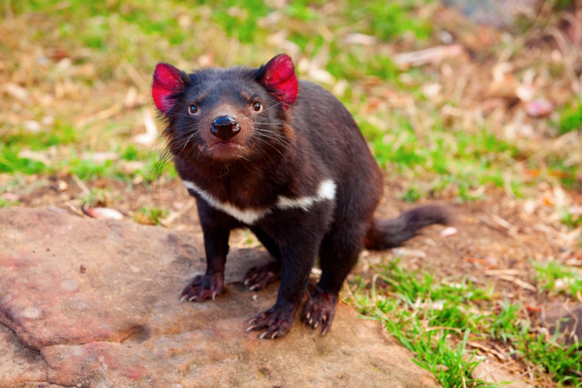 caractéristiques, habitat, habitudes et extinction