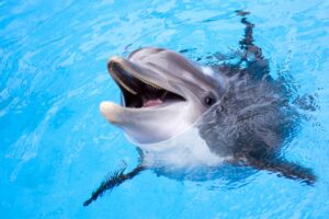 liste des animaux dont le nom commence par D