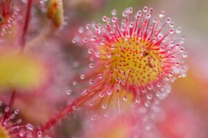 propriétés et utilisations de cette plante carnivore