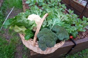 que cultiver pour avoir des légumes et des légumes verts à zéro km