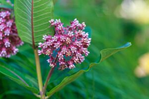 tous les secrets de la plante perroquet
