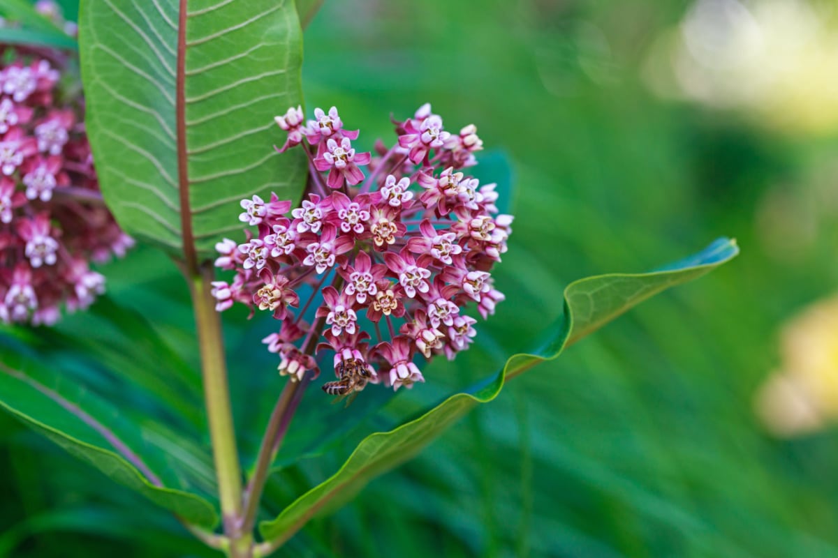 tous les secrets de la plante perroquet
