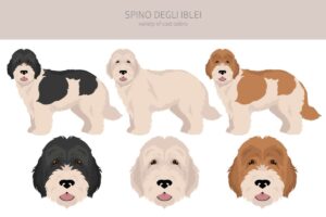 un chien de berger originaire de Sicile