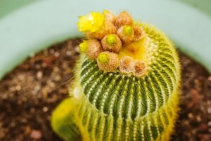 une plante succulente de grand effet