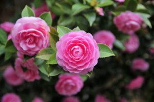 variétés, avantages et comment cultiver ce splendide feuillage persistant