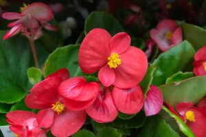 variétés, fleurs et guide pratique pour le cultiver à la maison ou au jardin