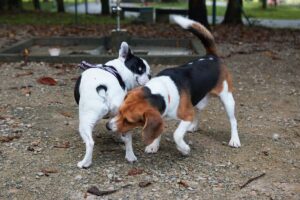 Perché i cani si annusano