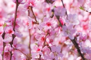 La beauté délicate des fleurs de pêcher