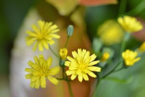 Lapsana communis : caractéristiques, propriétés et utilisations