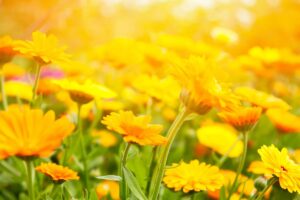 Les bienfaits des fleurs de souci