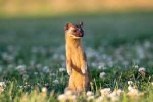 caractéristiques, habitat et habitudes comportementales