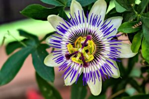 conseils pour cultiver au jardin et en pot
